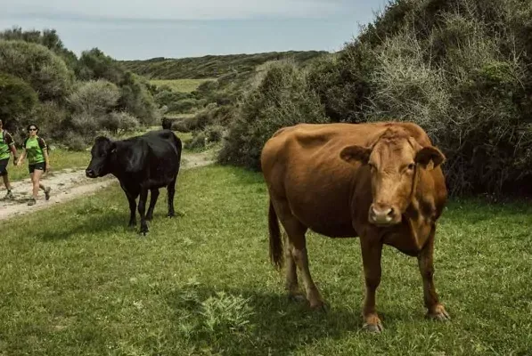 Camí de Cavall 360º en Menorca - Vista 4