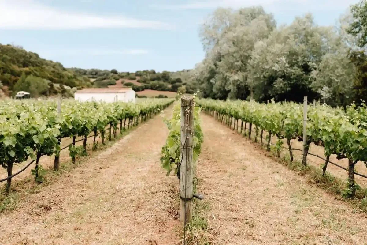 Puertas abiertas en Sant Patrici: Descubre la tradición del queso y la naturaleza