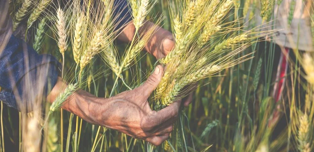 Labrando la tierra: Los orígenes de la agricultura en las Baleares en el Museo de Menorca