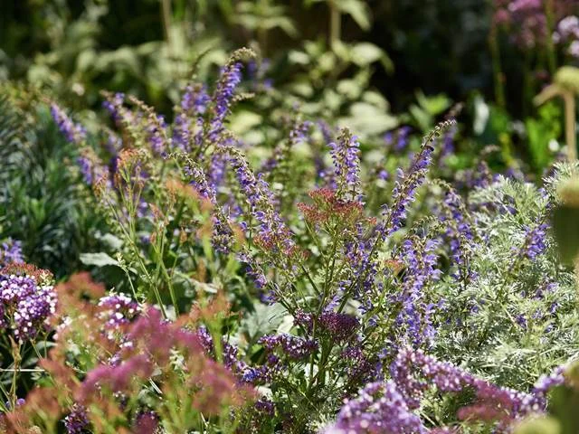 Maó + Flors: visita guiada