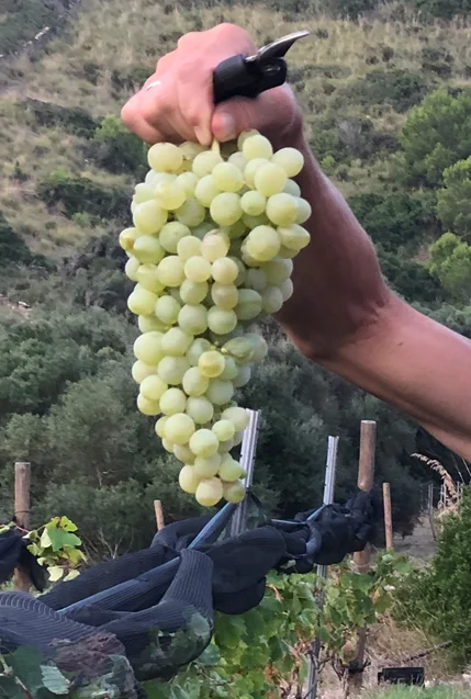 Calop blanc: de una antigua variedad balear a un nuevo vino blanco de Menorca, con Enric Picanyol