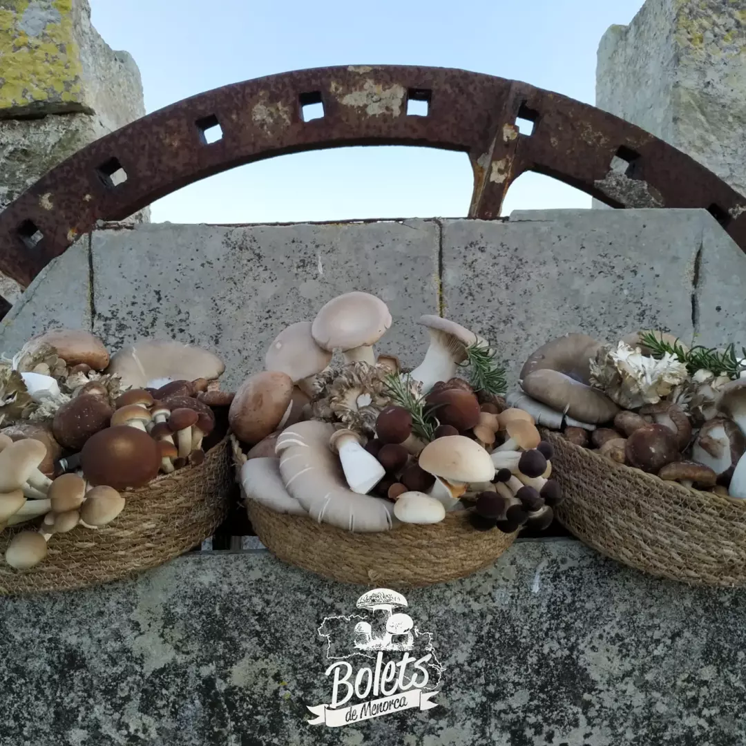 Bolets Menorca