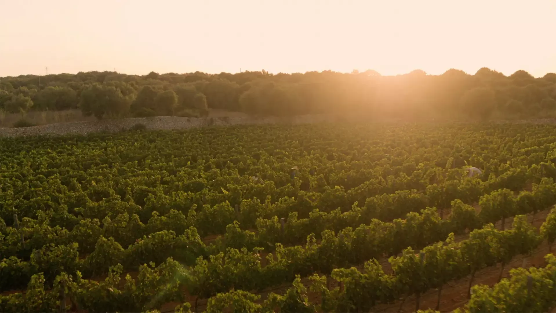Bodegas Torralbenc - image - 3