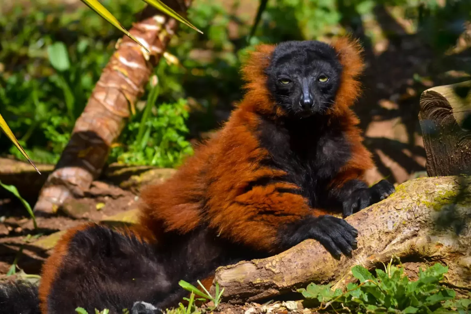 Lloc de Menorca - Zoo - image - 2