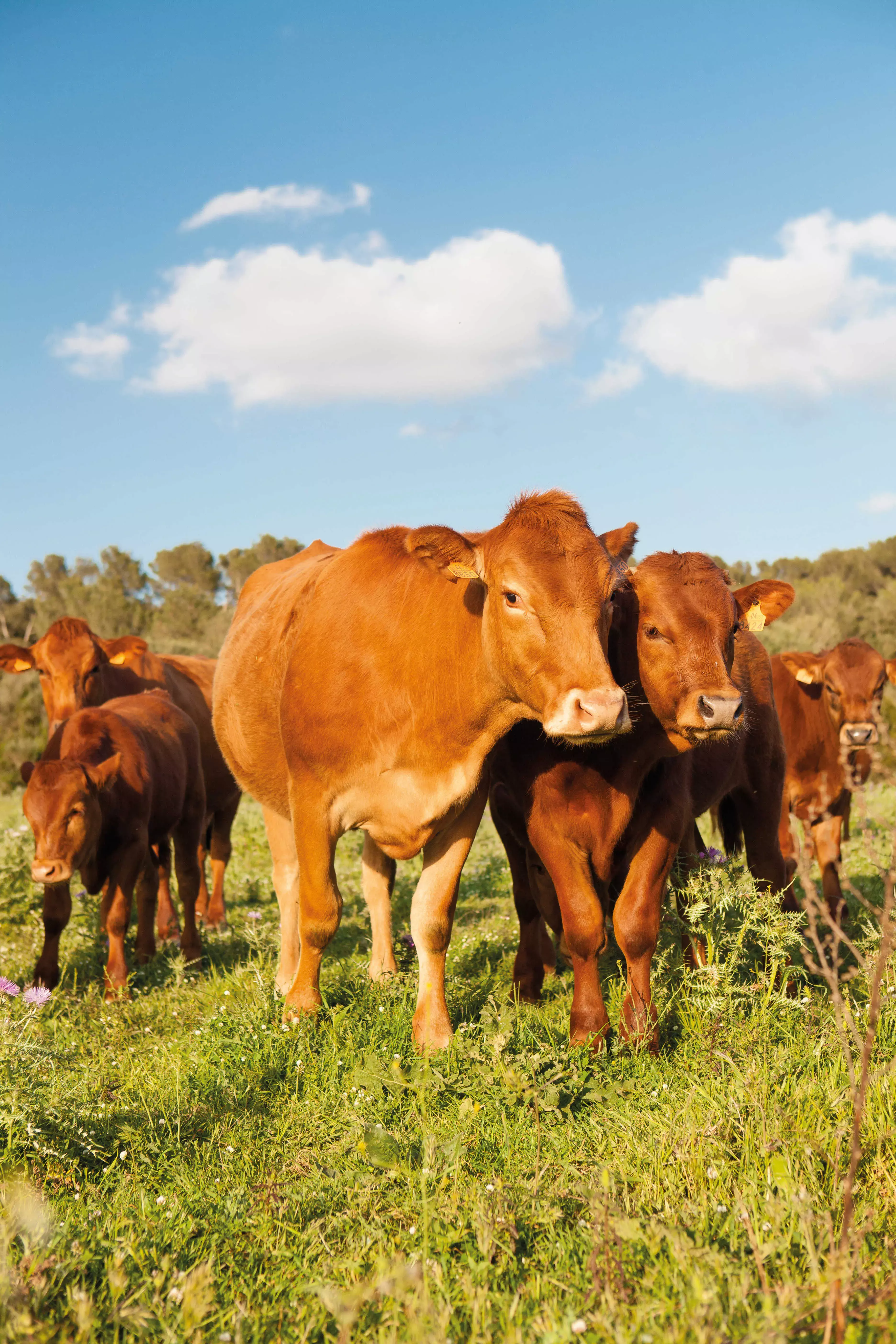 Red Cow from Menorca